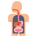 anatomie digestive